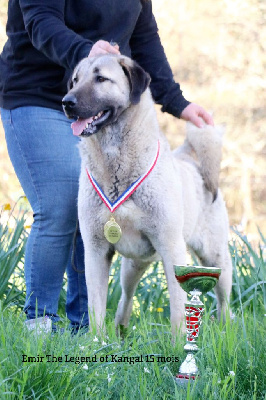 Étalon Berger Kangal - CH. Emir panter The Legend Of Kangal
