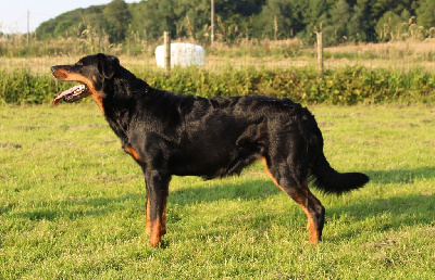 Étalon Berger de Beauce - CH. Vousia L'ami De La Campagne