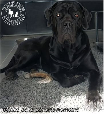 Étalon Cane Corso - Sanaa De La Cohorte Romaine