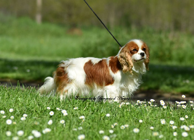 Étalon Cavalier King Charles Spaniel - Tallulah De La Bergerie D'Argent