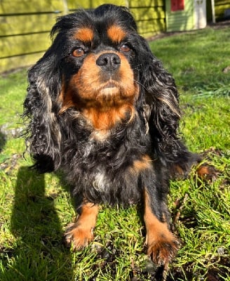 Étalon Cavalier King Charles Spaniel - Sublime Des Vents D'Océan