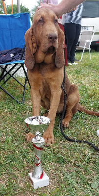 Étalon Chien de Saint-Hubert - Ulina Du Massif De Sourroque