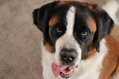 Étalon Chien du Saint-Bernard - Sweety De La Route De La Source