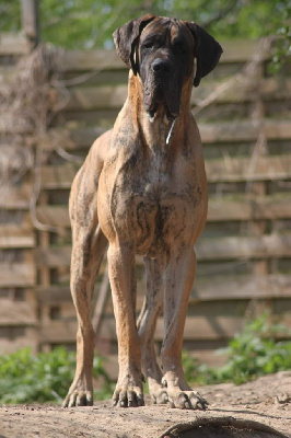 Étalon Dogue allemand - Shandar Du Clos D'Héra