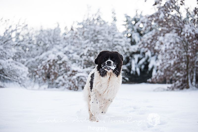 Étalon Landseer type continental europeen - Urso major Des Pandas Des Terres Rouges