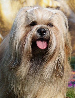 Étalon Lhassa Apso - CH. F. lux. inter. léon ma rendi de Koempfer