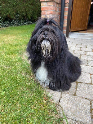 Étalon Lhassa Apso - Rhaya'n Des Précieux Du Cheiron