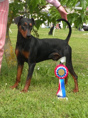 Étalon Pinscher Allemand - CH. allania grand Rodger