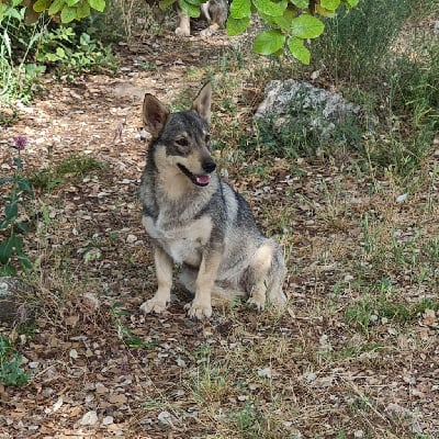 Étalon Spitz des Visigoths - U-kami Du Domaine Des Malices