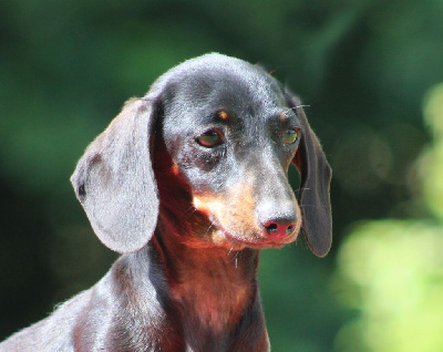 Étalon Teckel poil ras - Une histoire sans fin de l'air salin
