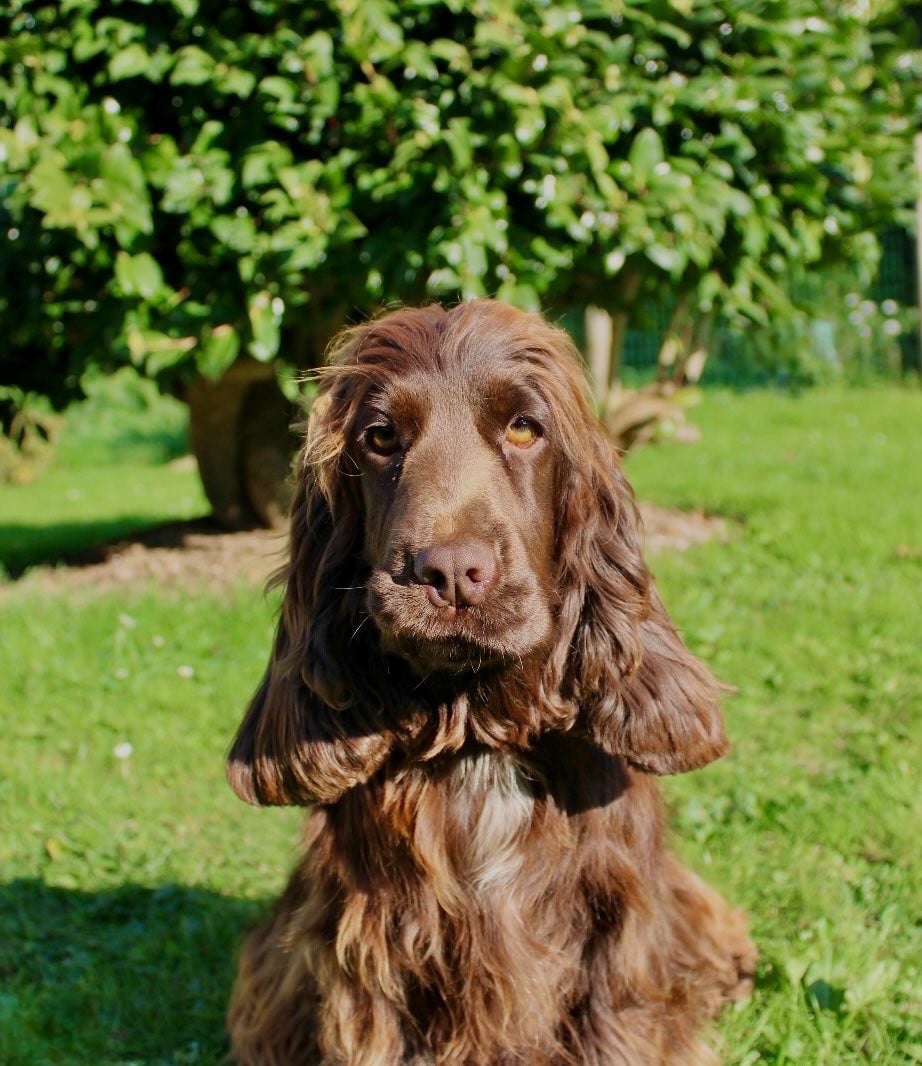 Publication : Gardien Des Horizons D'Angie 