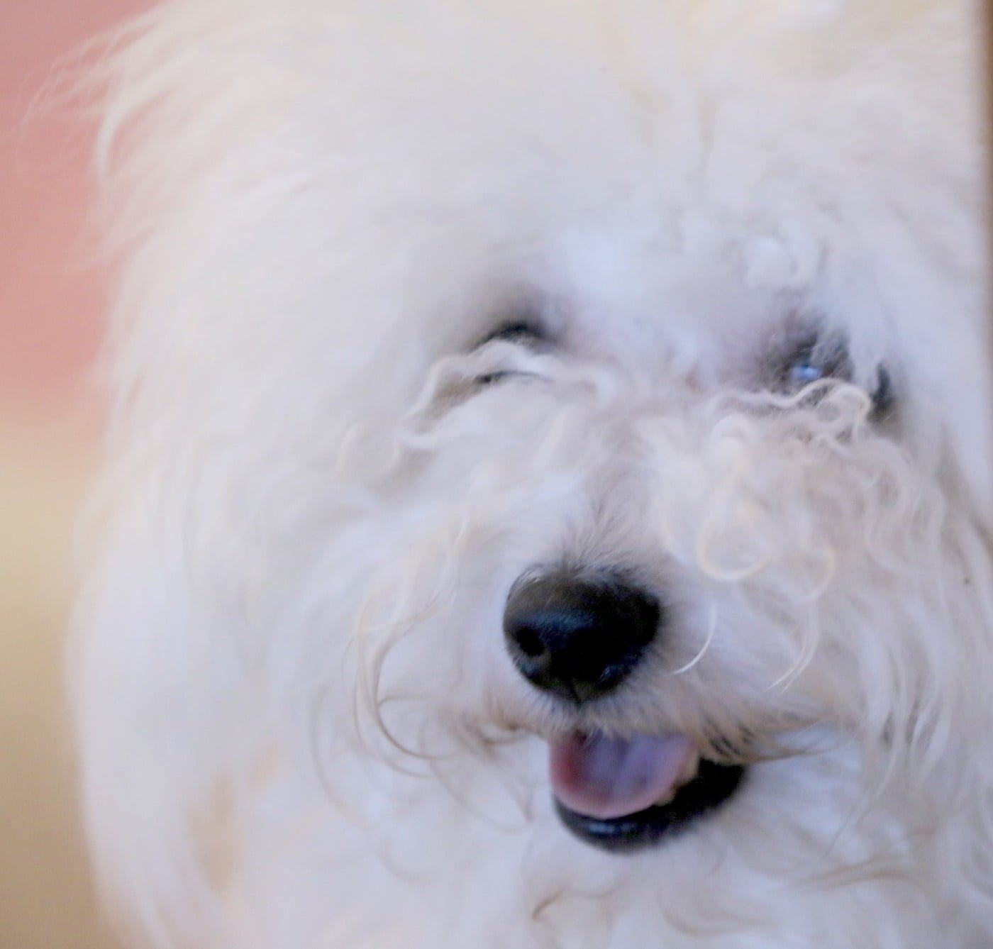 Publication : de la Felhotte 