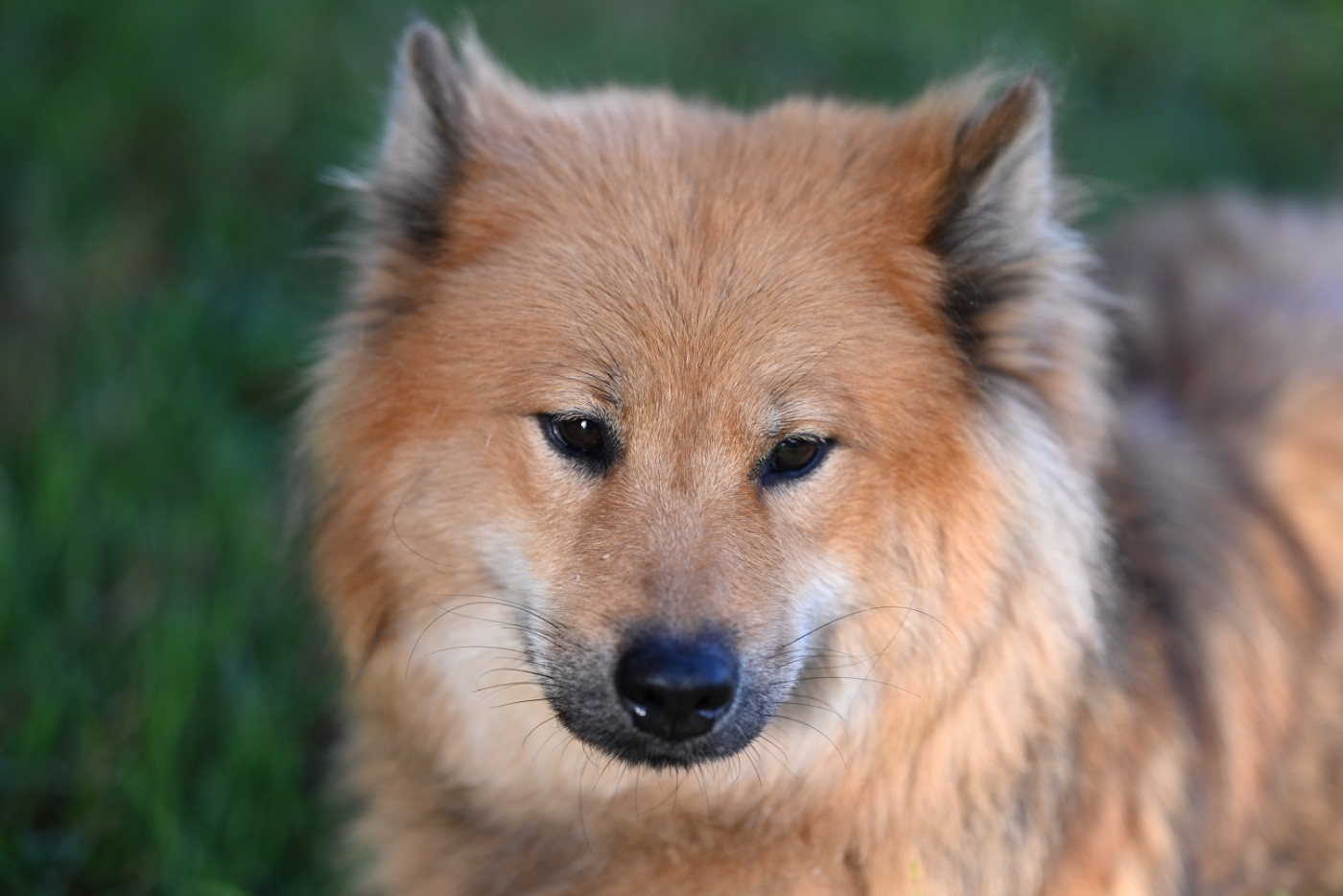 Publication : De La Vallée Du Petit Pré 