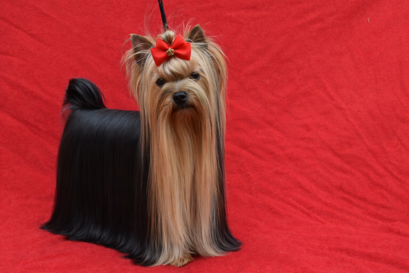 Publication : Horfeo's 