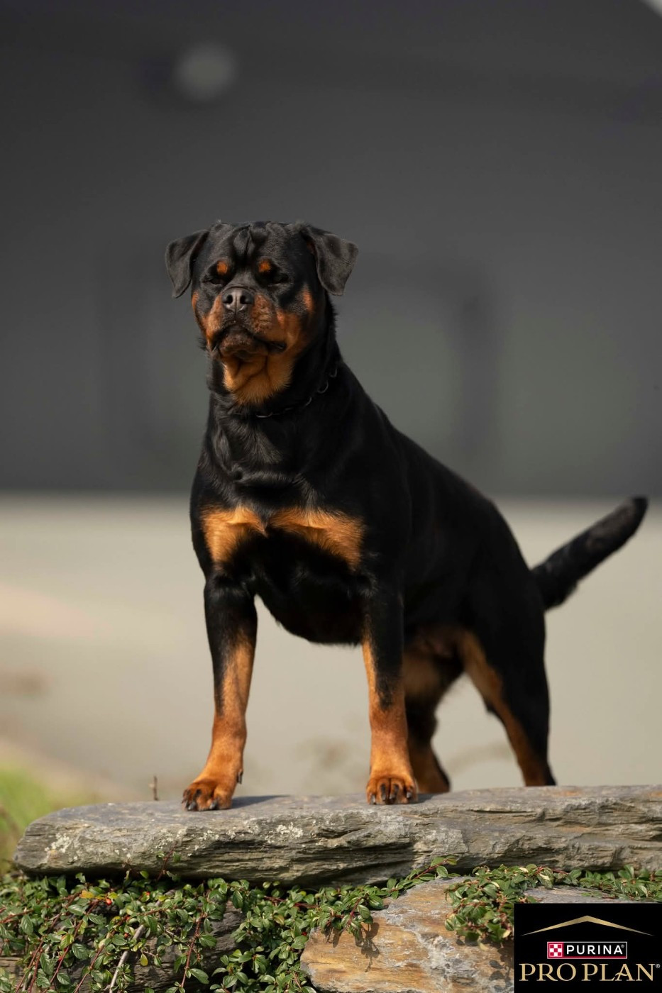 Unit Des Guerriers De L'Argoat