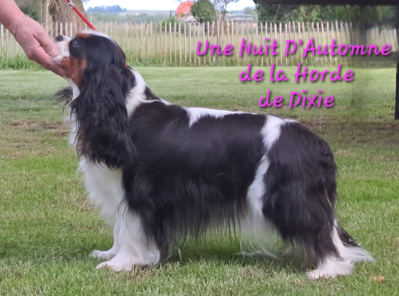 Publication : de la Horde de Dixie Auteur : Valérie Calbry Angrand