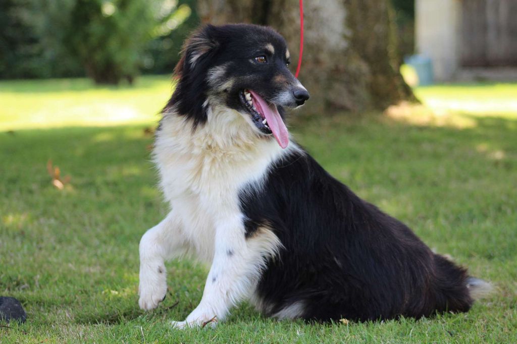 Publication : des lumières de Sirius 