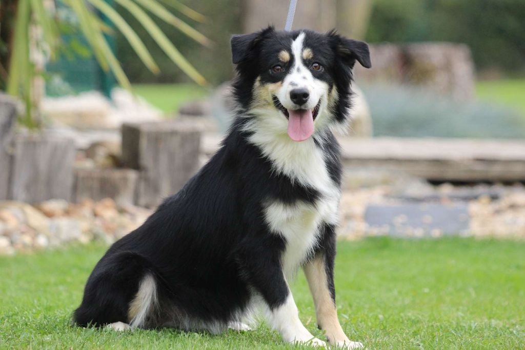 Publication : des lumières de Sirius 