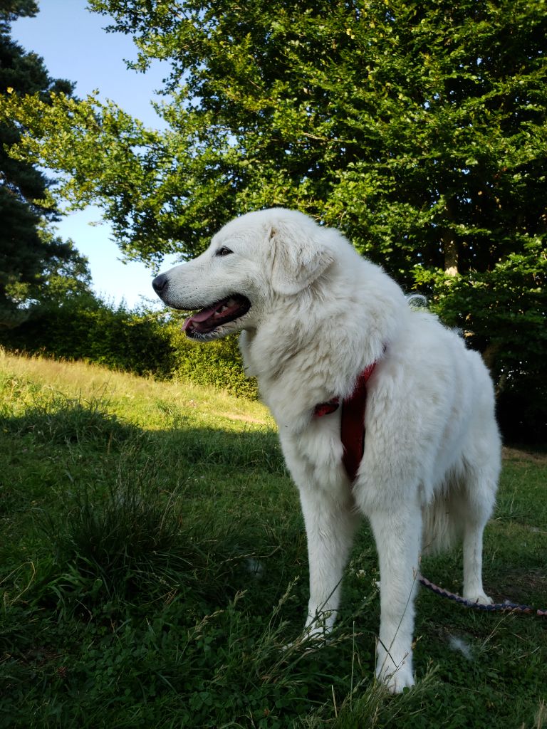 Publication : Des Meneurs D'Illawarra 