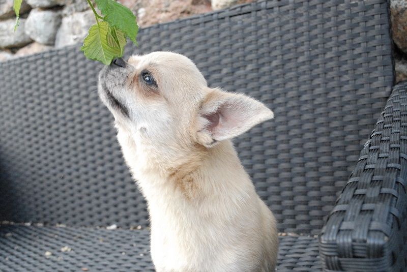 Publication : Du Hameau De Selcra