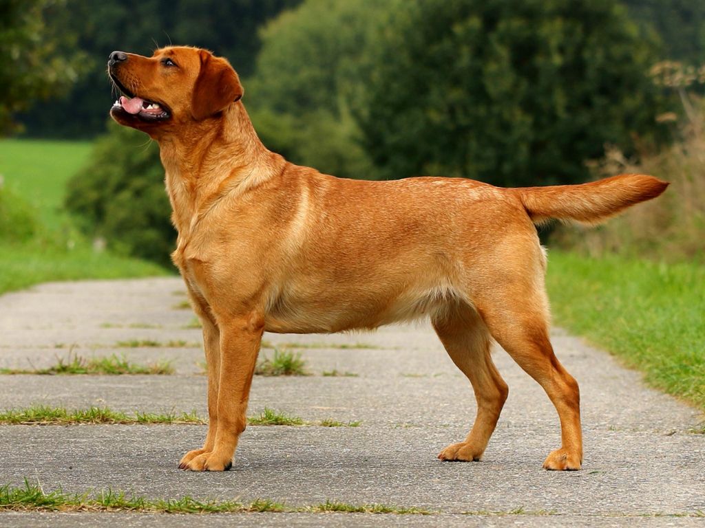 Andorra red asteroid