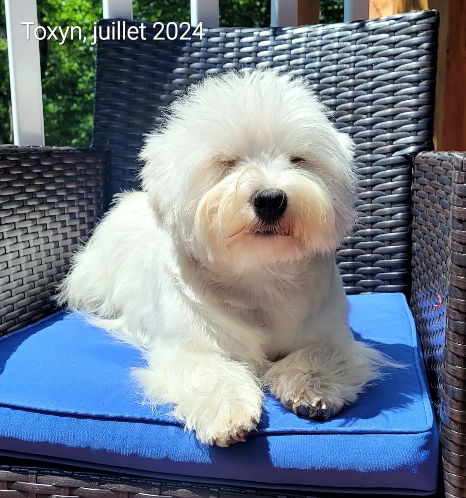 Publication : Westies de l'Arrière-Pays