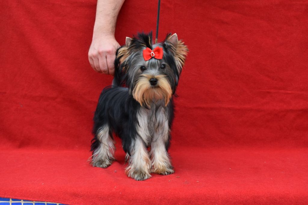 Publication : Horfeo's