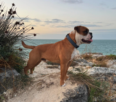 Étalon Bulldog continental - U sammy Des Pipettechorizo