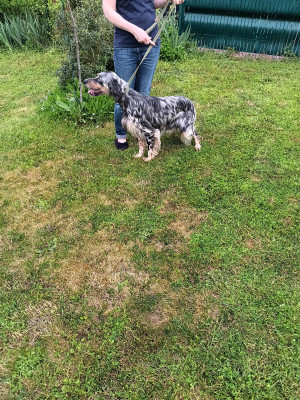 Étalon Setter Anglais - Utah Du Sud Touraine