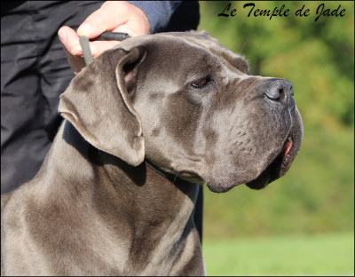 Étalon Cane Corso - Santa fe du temple de jade