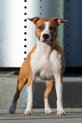 Étalon American Staffordshire Terrier - Psyche Destiny Utopian red vogue