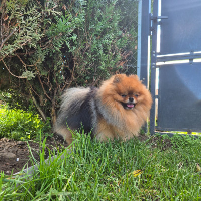 Étalon Spitz allemand - simvol goda Legacy of the king