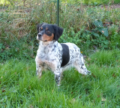 Étalon Epagneul Breton - Van cleef arpels ysl Du Coeur Ambre