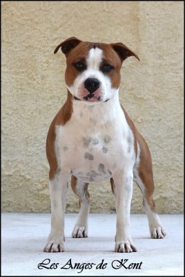 Étalon American Staffordshire Terrier - Unusual august days Des Anges De Kent}