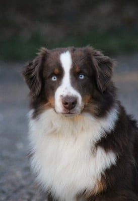 Étalon Berger Américain Miniature - Vip mini brother Of American Madness