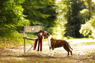 Étalon American Staffordshire Terrier - CH. Utah hill's new age Maker's New Step