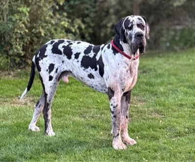 Étalon Dogue allemand - Léonidas de dogalmar