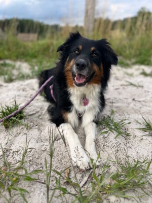 Étalon Berger Australien - Skitty Des Perles Du Lac