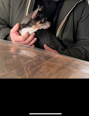 Étalon Chihuahua - Tahiti pearl des hobereaux d’argogne