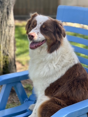 Étalon Berger Australien - Taiga du Feeling de Nolister