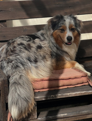 Étalon Berger Australien - Shippy d'une nuit d'ete