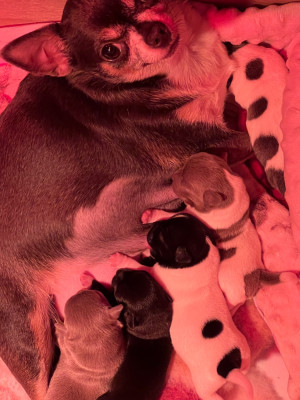 Étalon Chihuahua - Tahiti pearl des hobereaux d’argogne