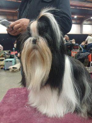 Étalon Shih Tzu - Ultra chic de la magie de lys