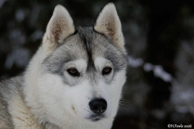 Étalon Siberian Husky - Under-the-light Des Sarmentins