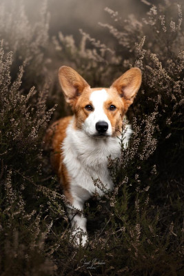 Étalon Welsh Corgi Cardigan - ryzhay bestiya Birma - meredith