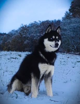 Étalon Siberian Husky - Vox Of Forest's Little Wolf