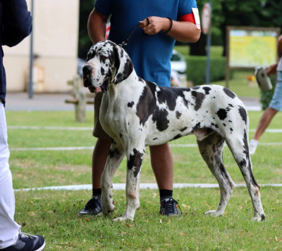 Étalon Dogue allemand - Urssaf du domaine du rupt de mad