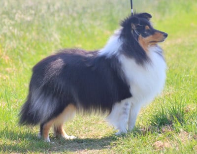 Étalon Shetland Sheepdog - Un beau roman Du Clos De Seawind