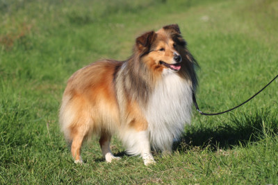Étalon Shetland Sheepdog - Untrepid boy De La Ria Triskela
