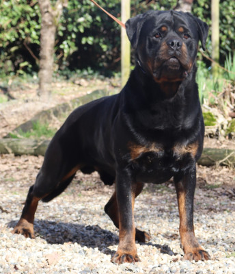 Étalon Rottweiler - CH. Spartackus de la licorne noire